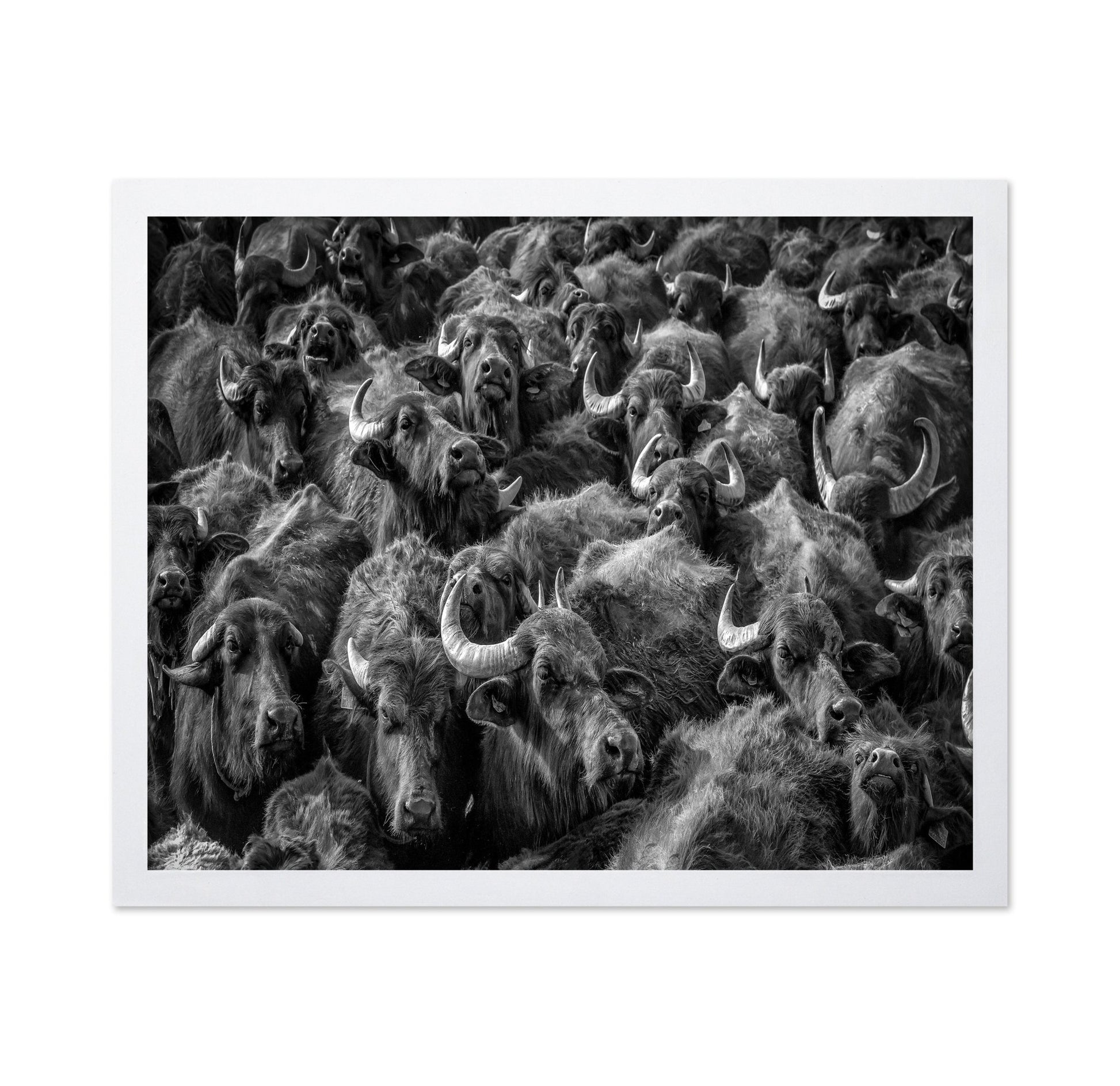 Buffalo Herd Portrait