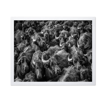Buffalo Herd Portrait