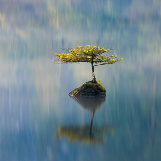 Lone Tree Reflection No2
