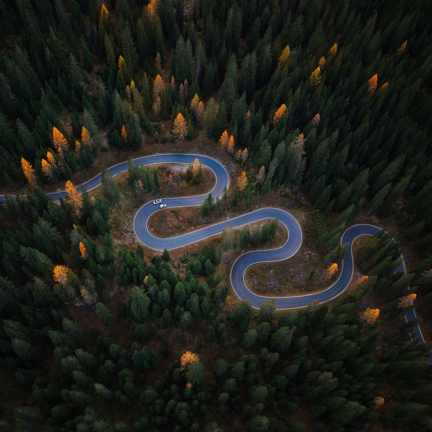Forest Winding Road