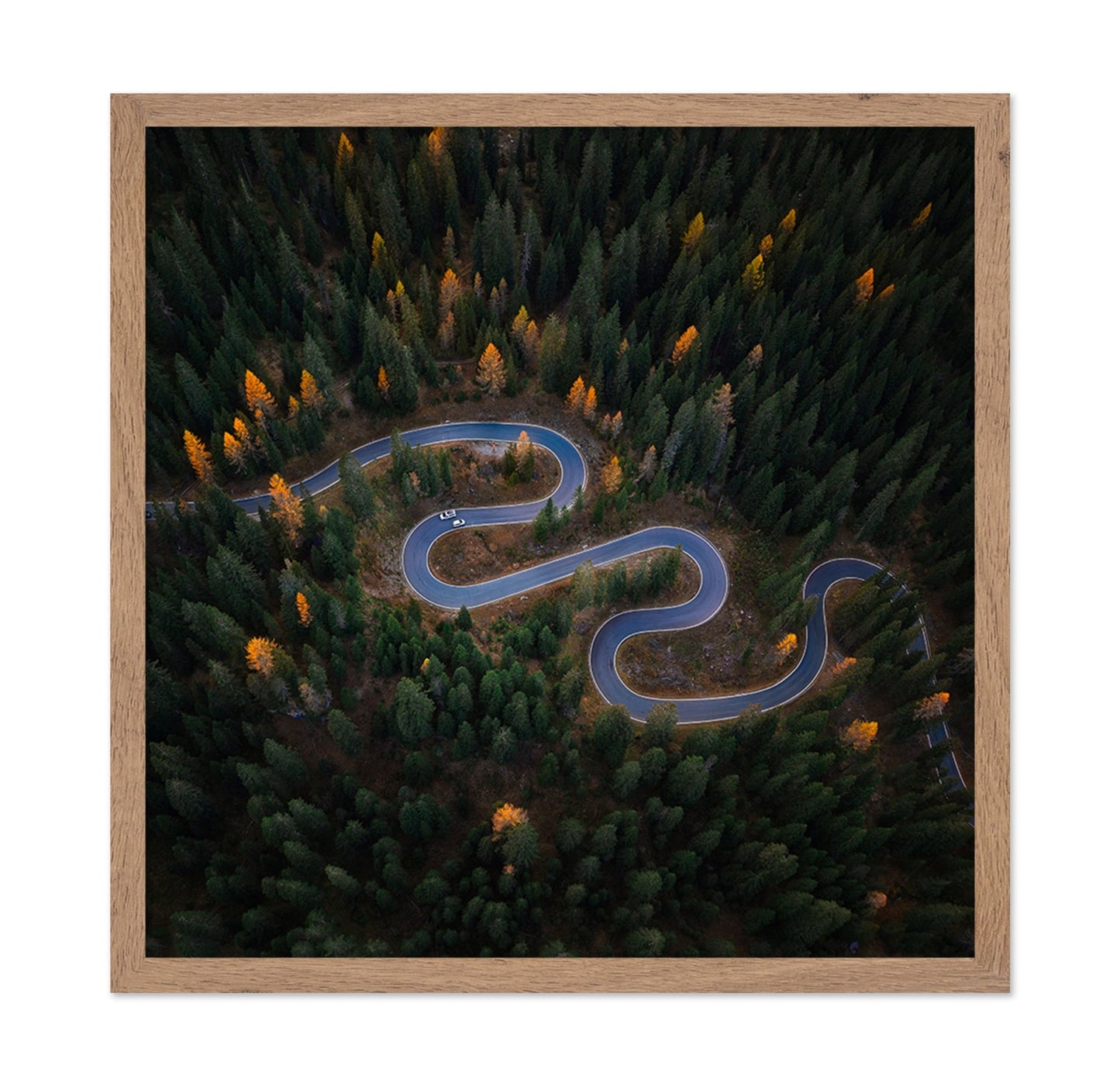 Forest Winding Road