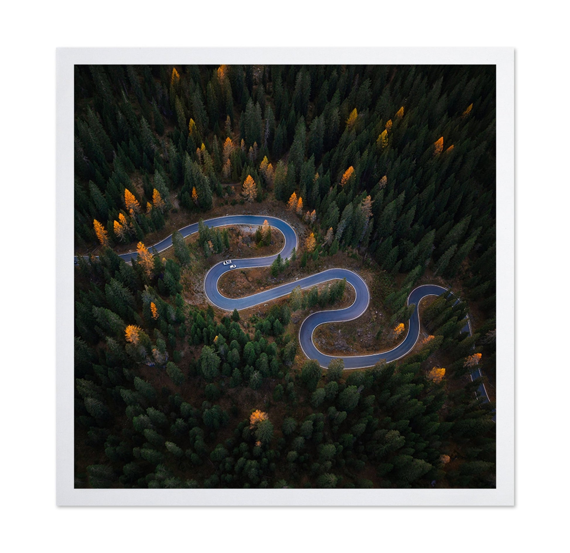 Forest Winding Road