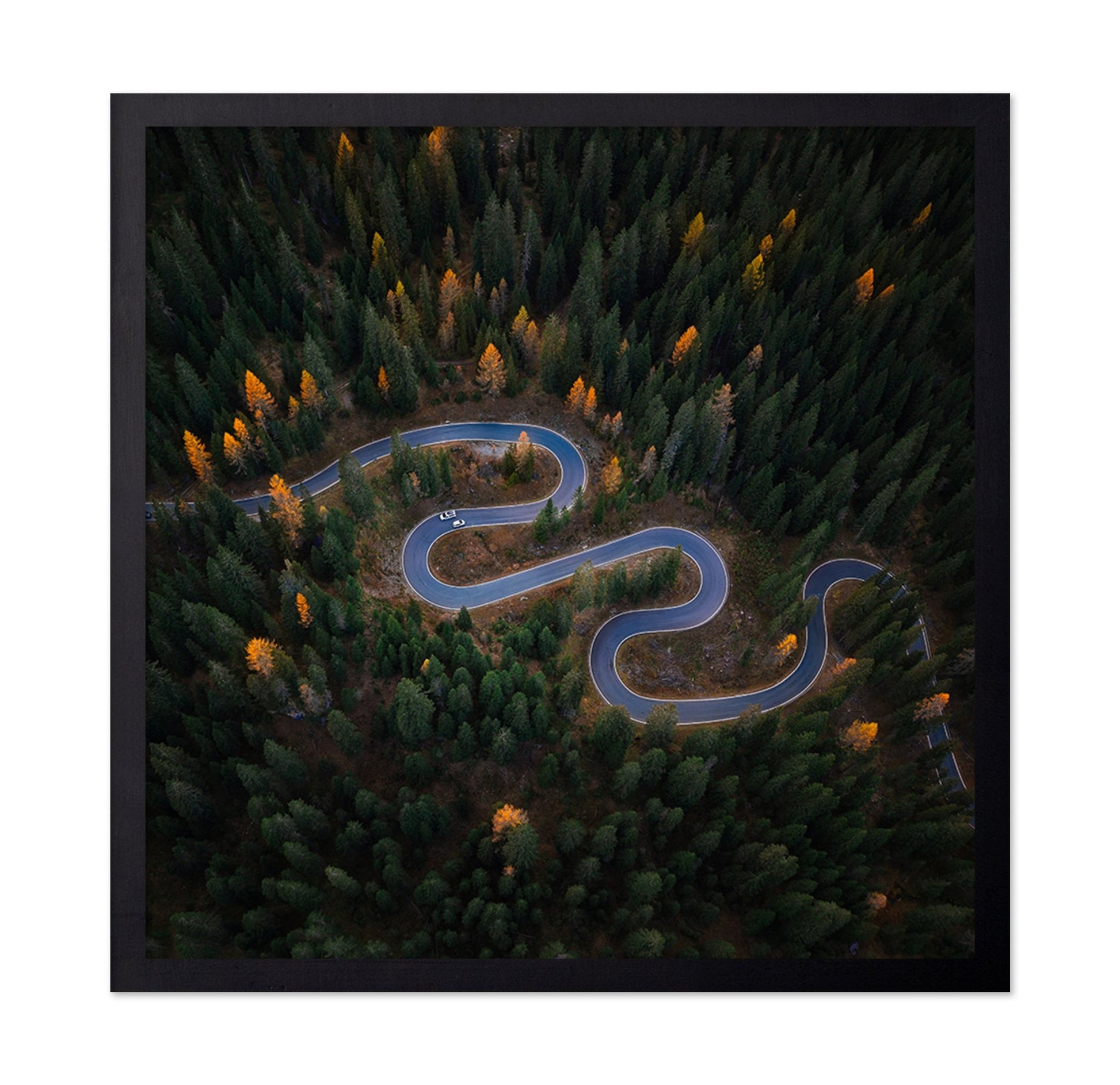 Forest Winding Road