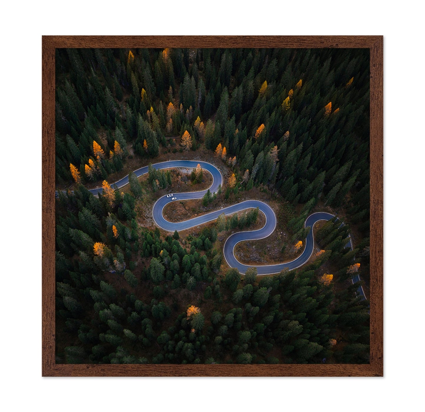 Forest Winding Road