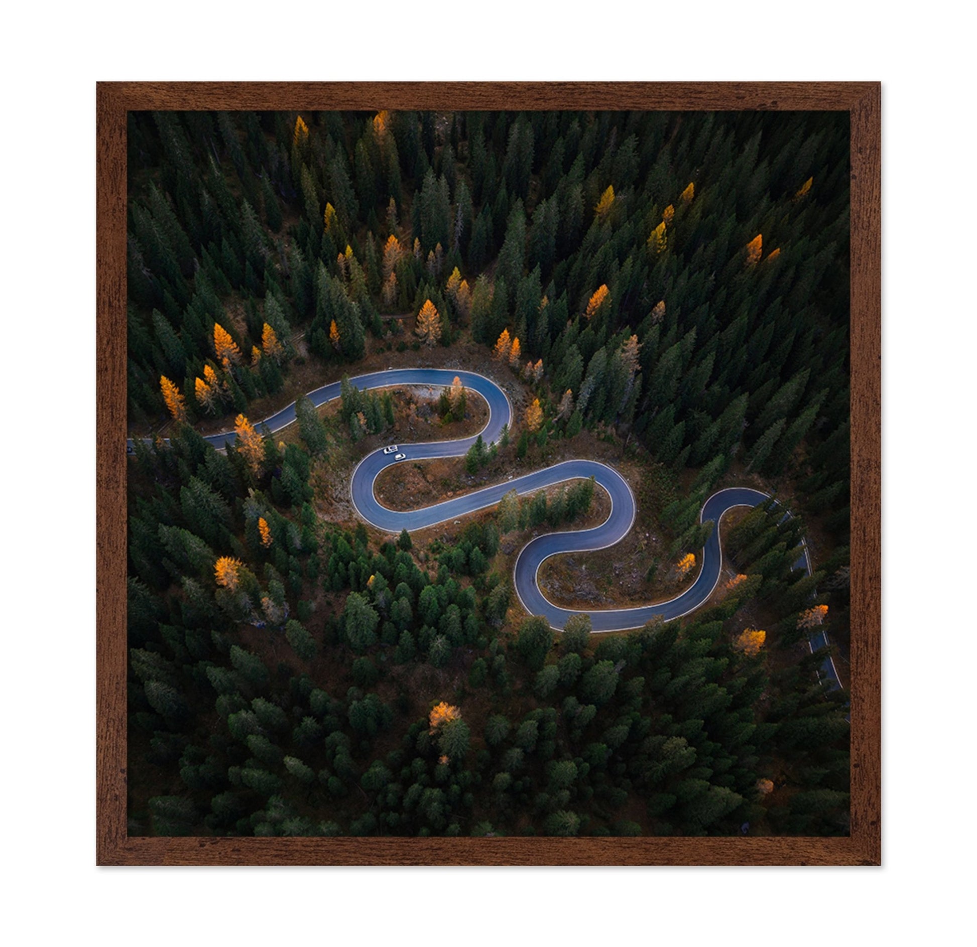 Forest Winding Road