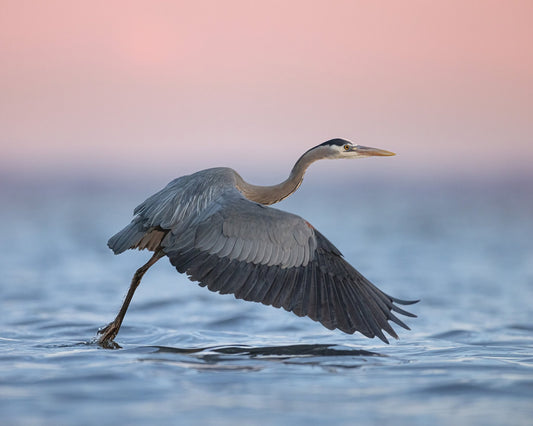 Heron Takeoff No2