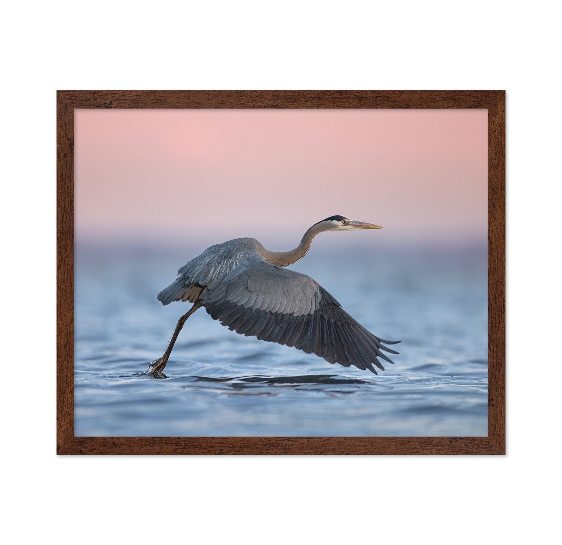 Heron Takeoff No2