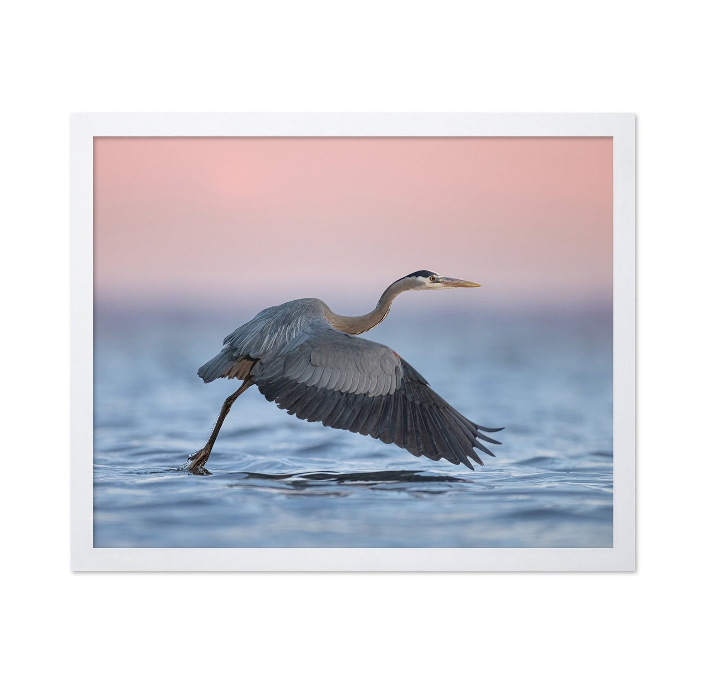 Heron Takeoff No2