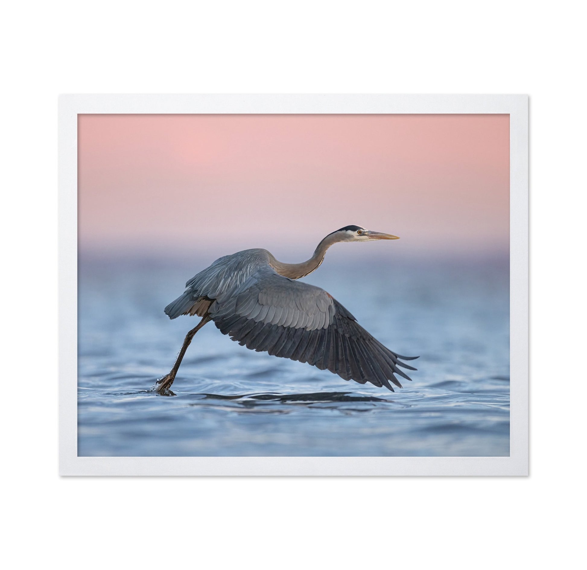 Heron Takeoff No2
