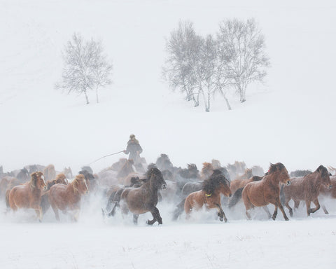 Winter Horse Run