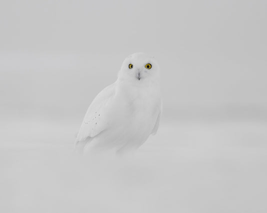 Snow Owl Portrait