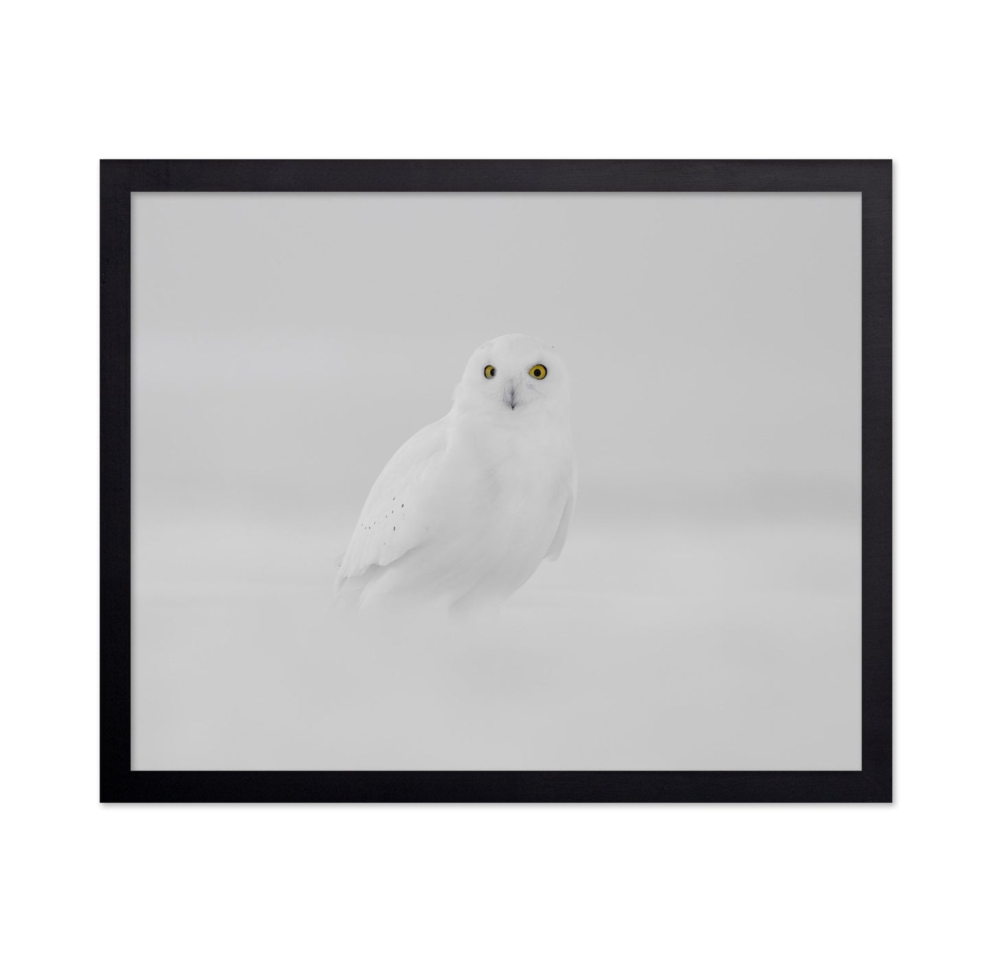 Snow Owl Portrait