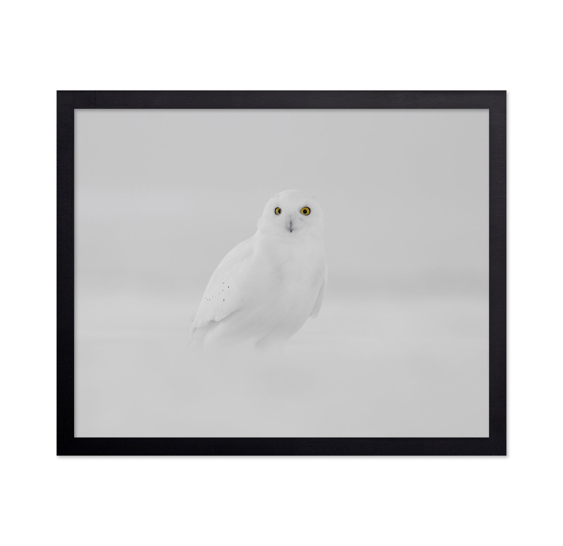 Snow Owl Portrait