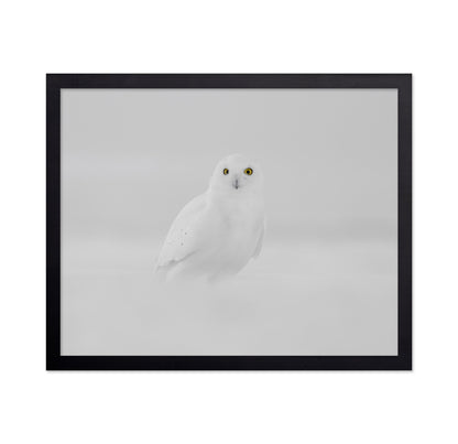 Snow Owl Portrait