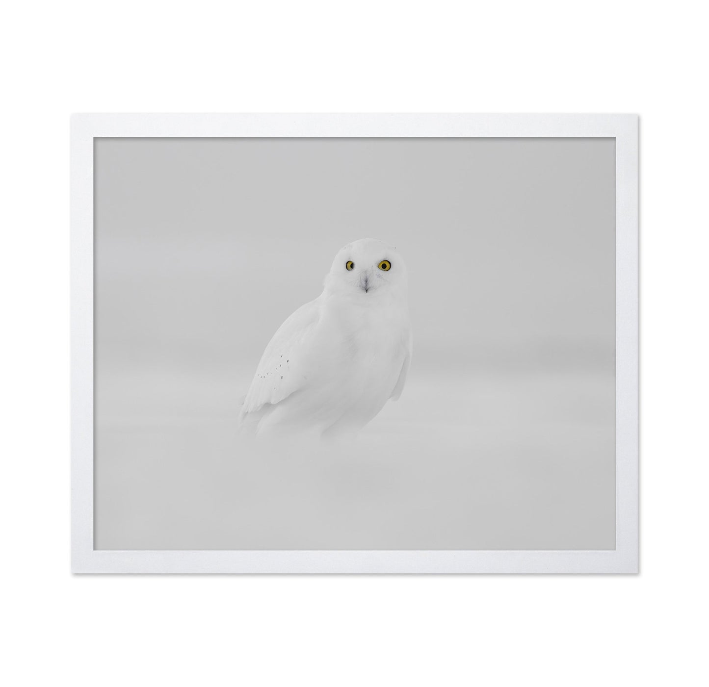 Snow Owl Portrait