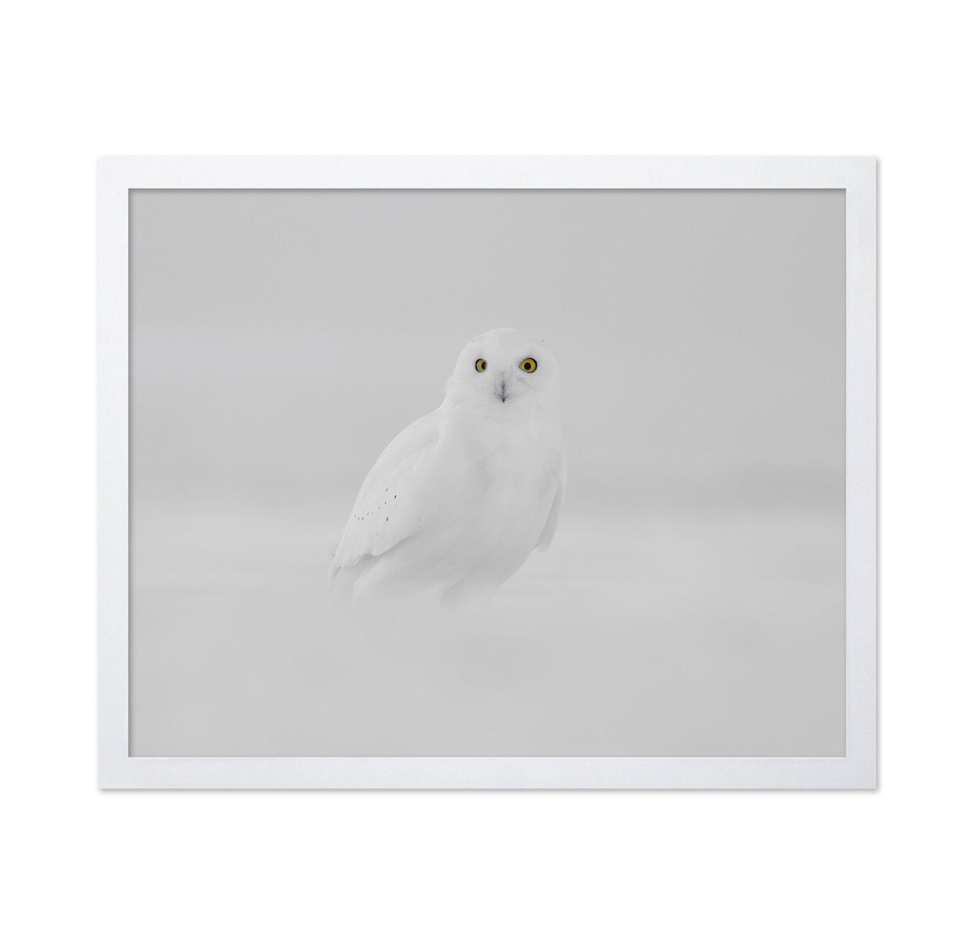 Snow Owl Portrait