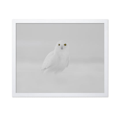 Snow Owl Portrait