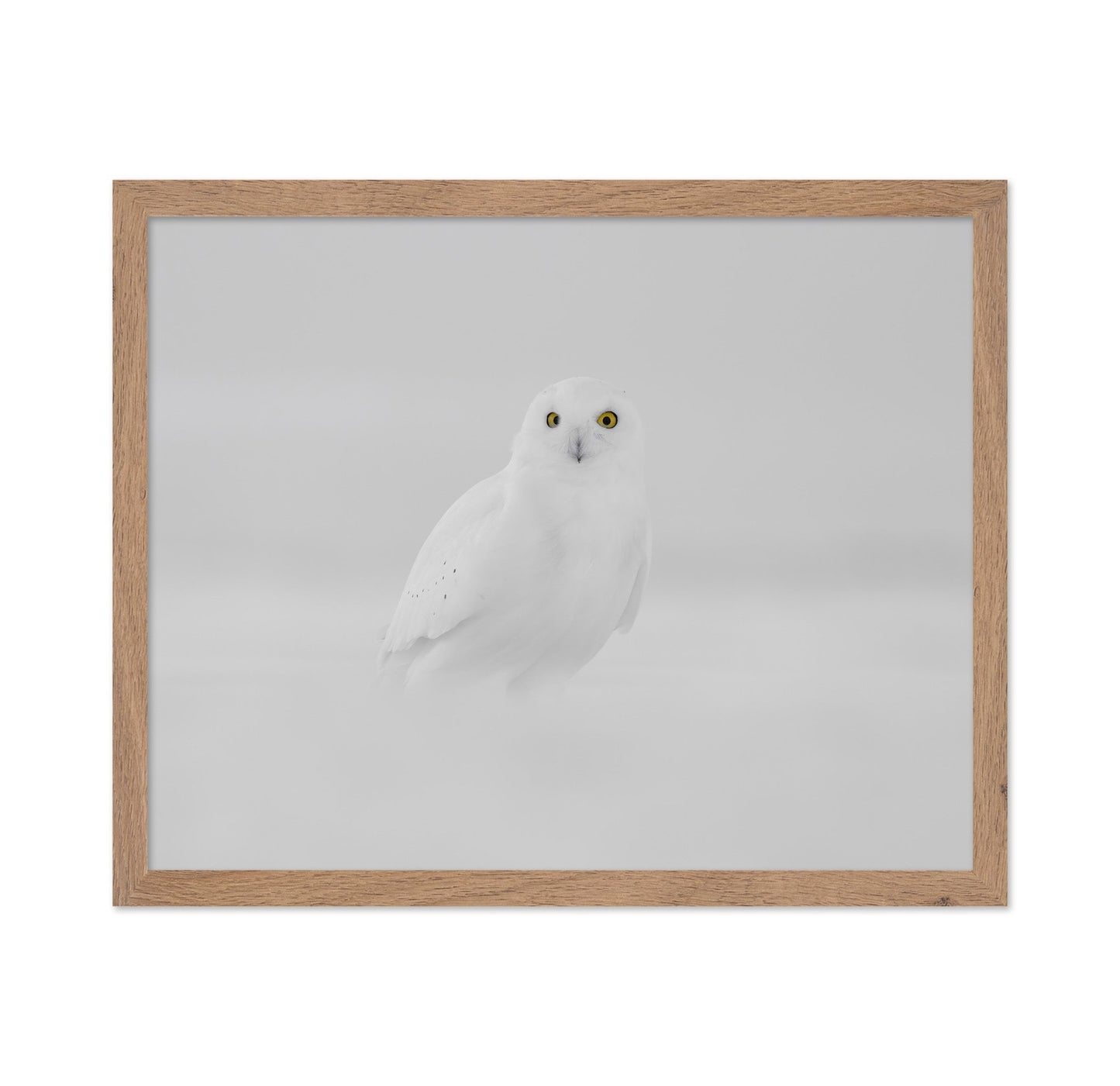 Snow Owl Portrait