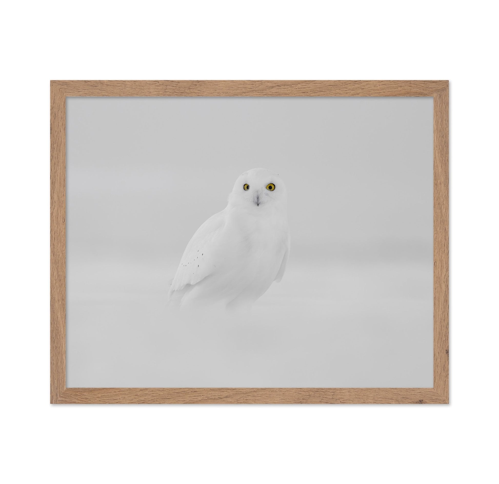 Snow Owl Portrait