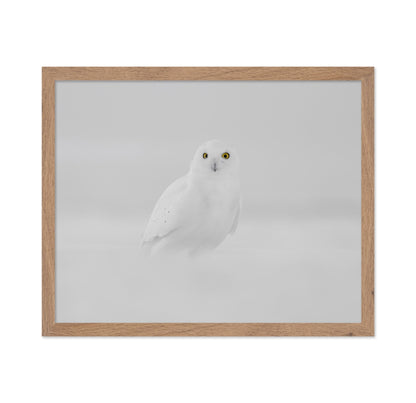 Snow Owl Portrait