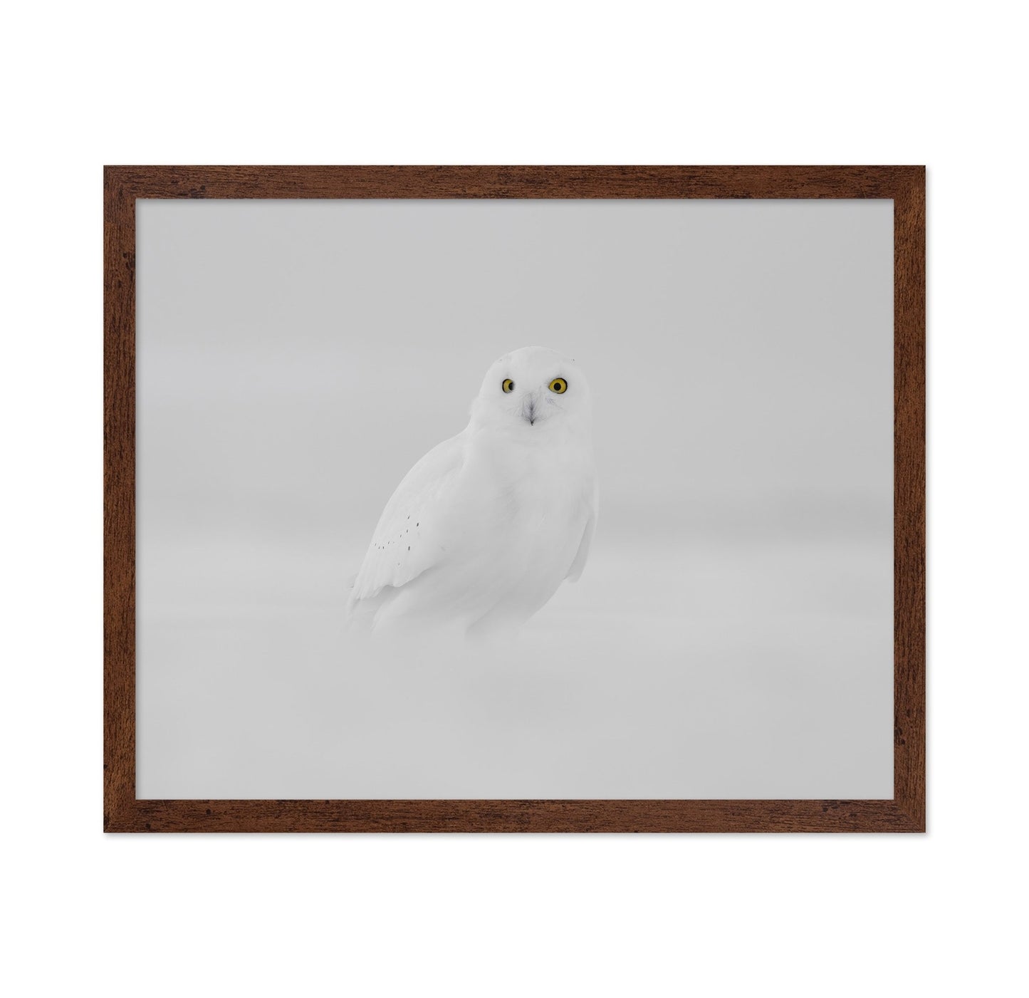 Snow Owl Portrait