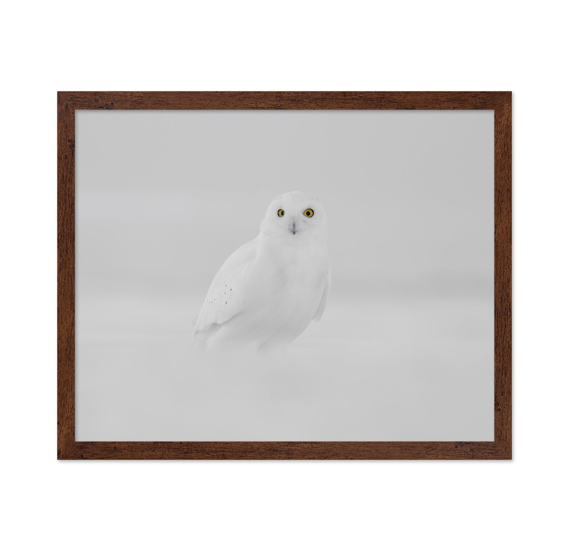 Snow Owl Portrait