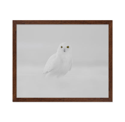 Snow Owl Portrait