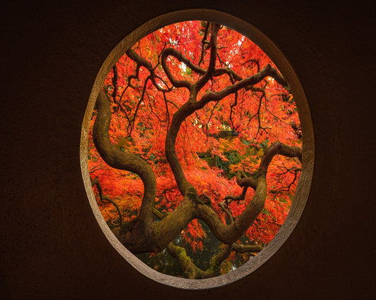 Autumn Window Tree