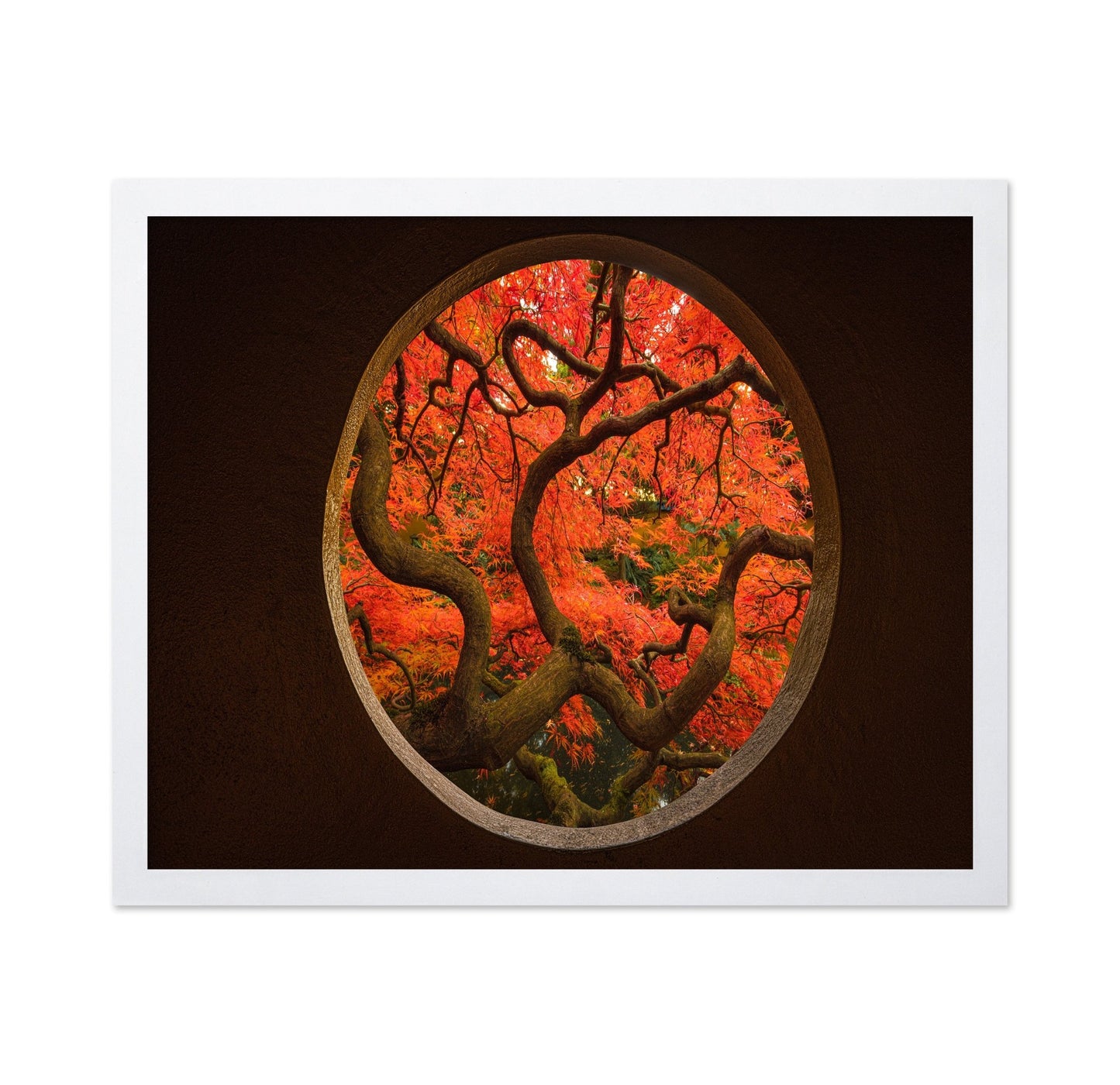 Autumn Window Tree