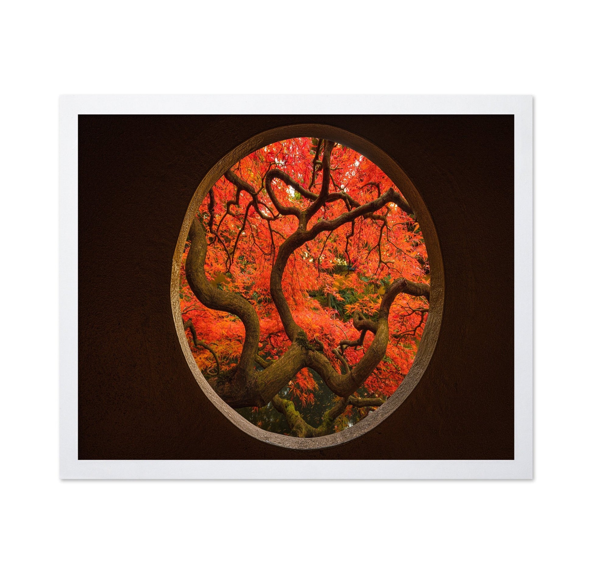 Autumn Window Tree
