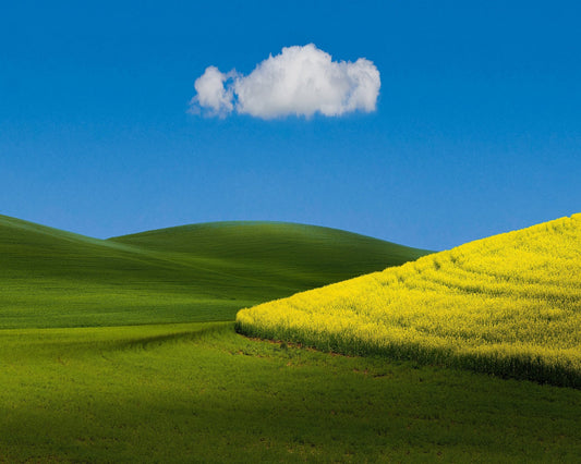 Golden Field Blue Sky