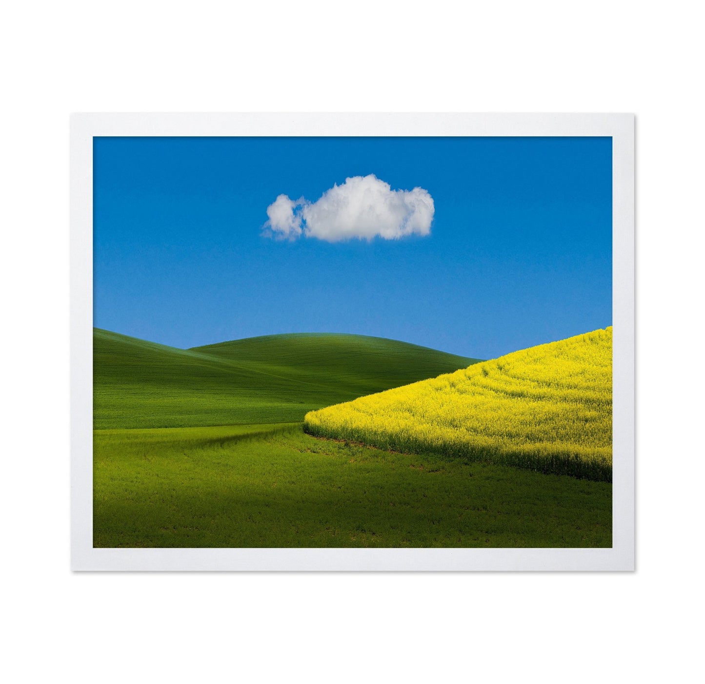 Golden Field Blue Sky