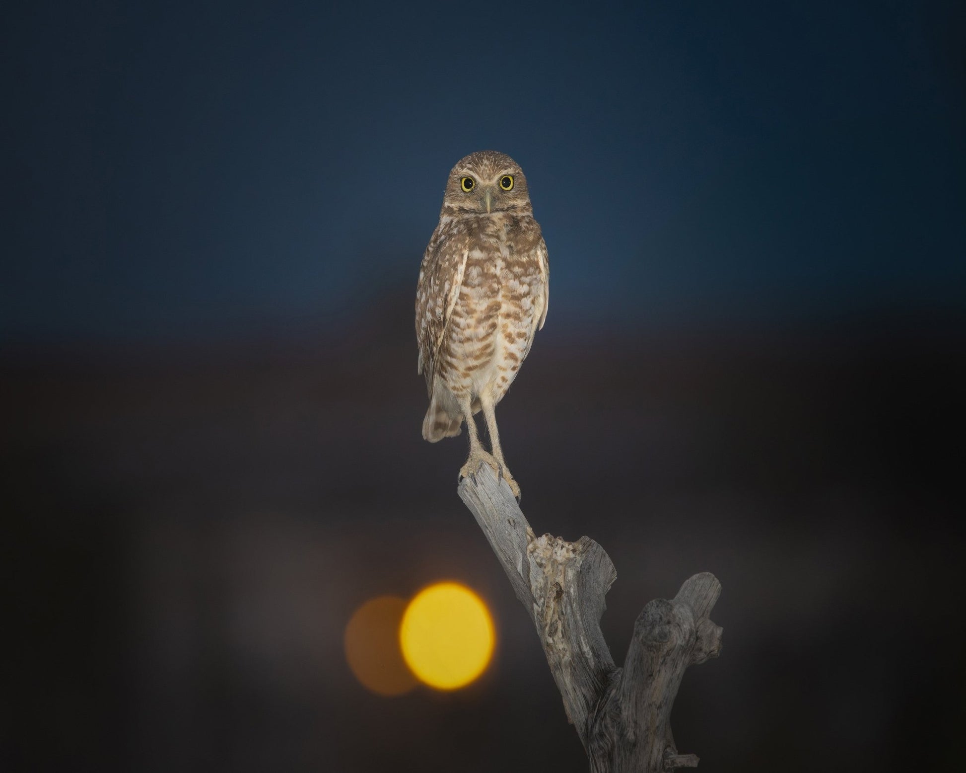 Owl On Branch At Dusk