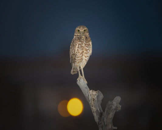Owl On Branch At Dusk