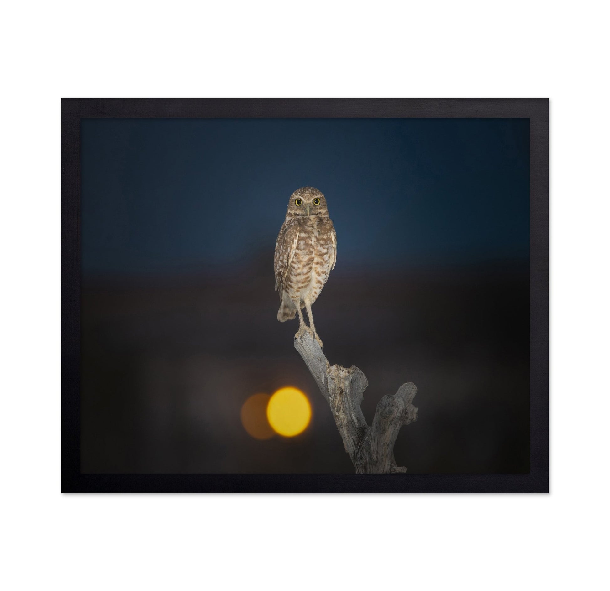 Owl On Branch At Dusk