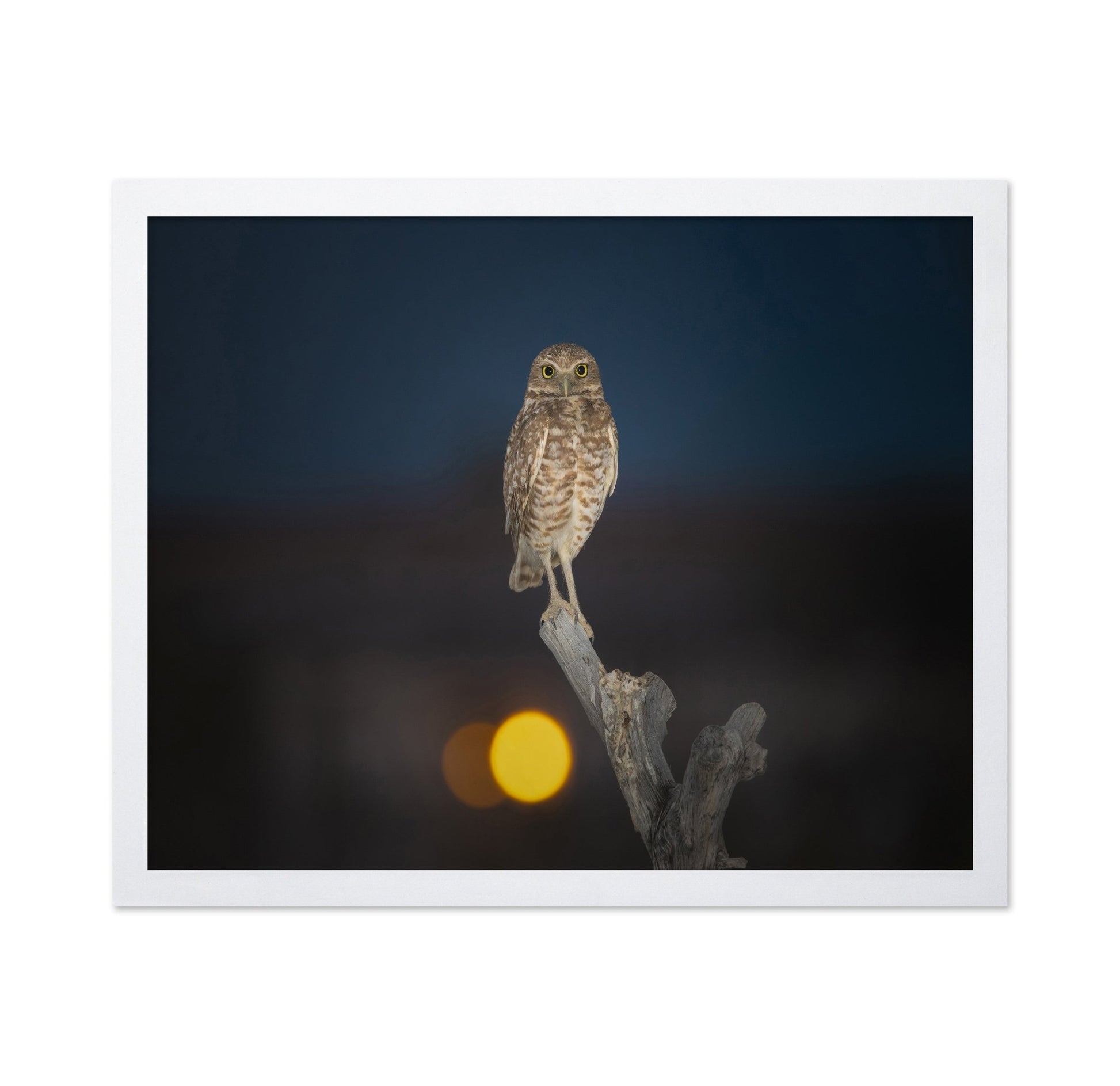 Owl On Branch At Dusk