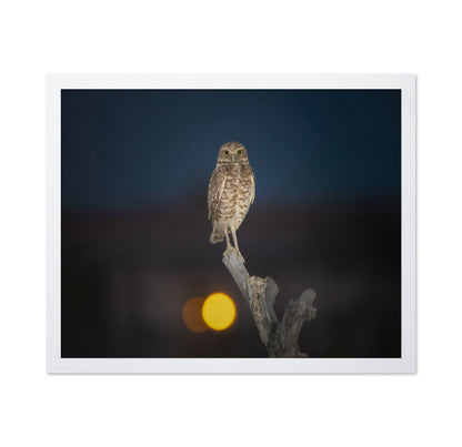 Owl On Branch At Dusk