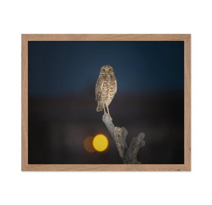 Owl On Branch At Dusk