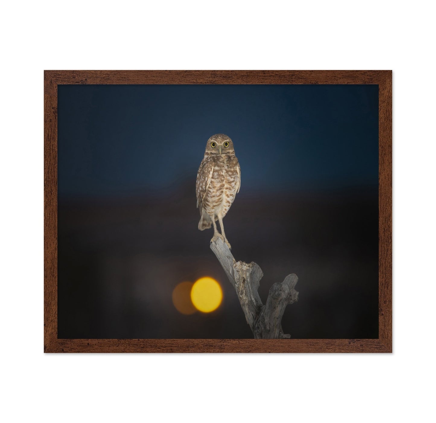Owl On Branch At Dusk