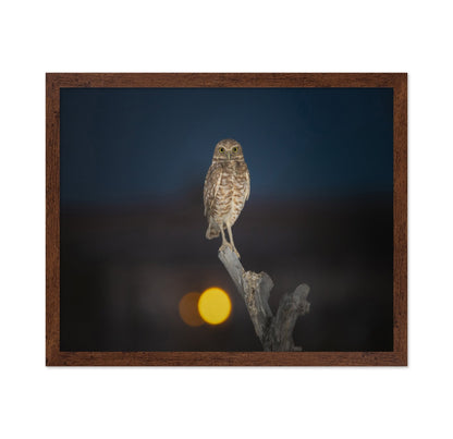 Owl On Branch At Dusk