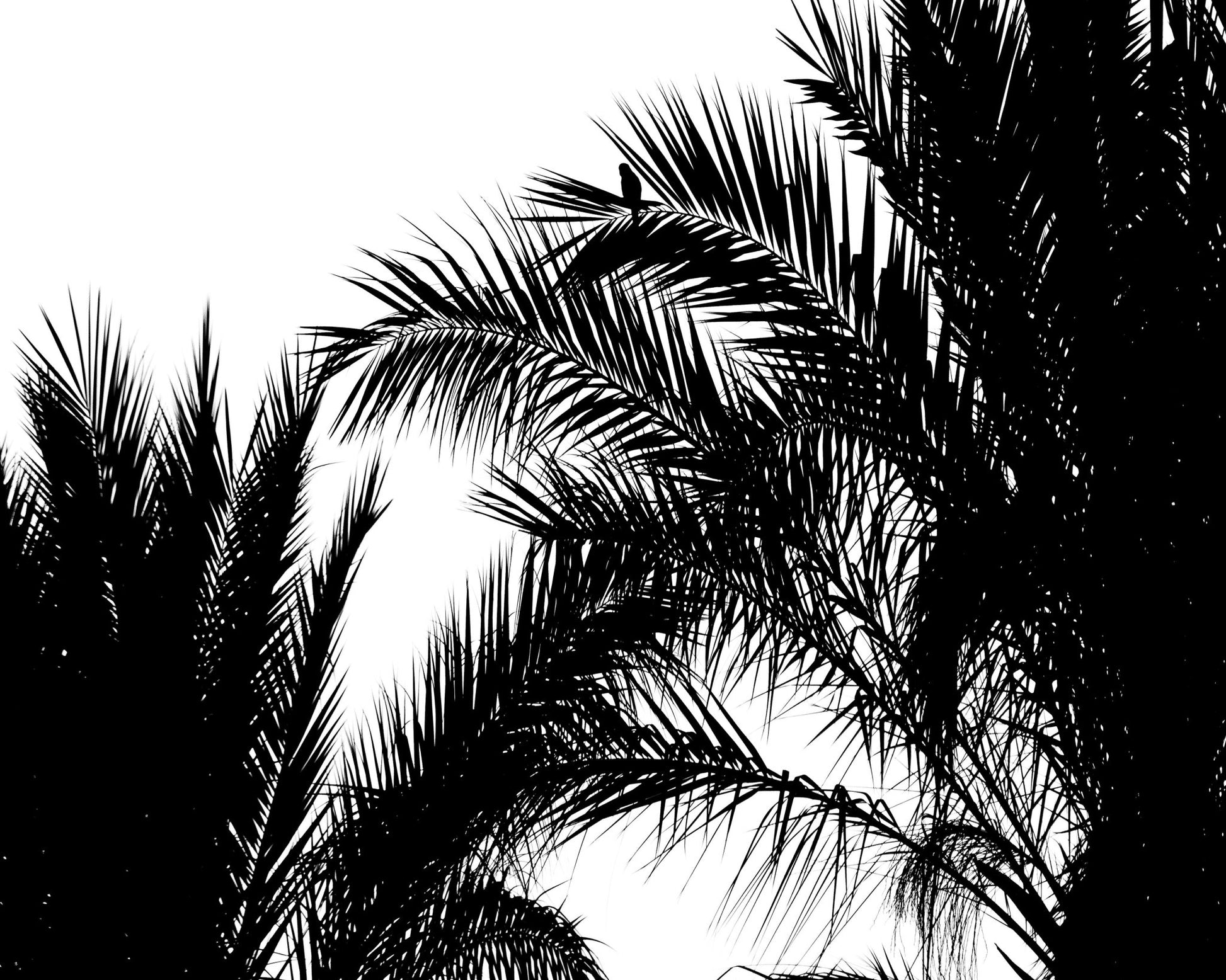 Palm Leaf Silhouette