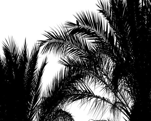 Palm Silhouette Bird