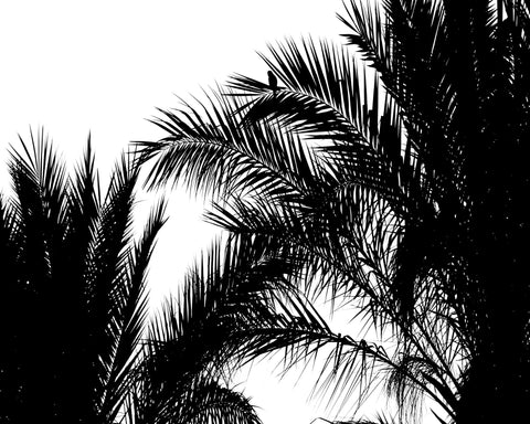 Palm Leaf Silhouette