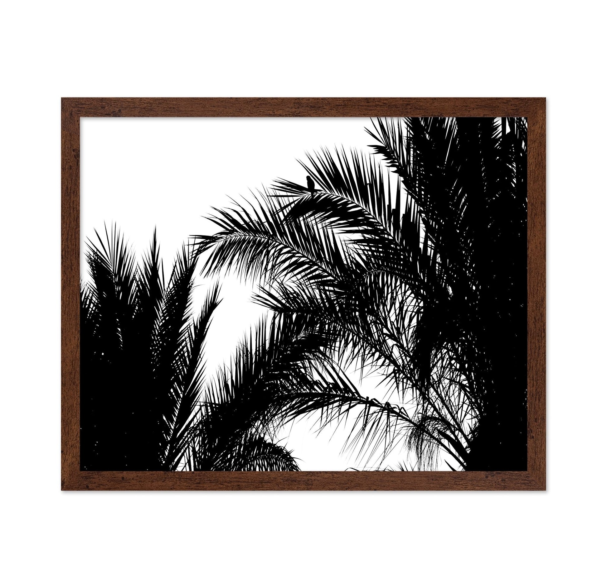 Palm Leaf Silhouette