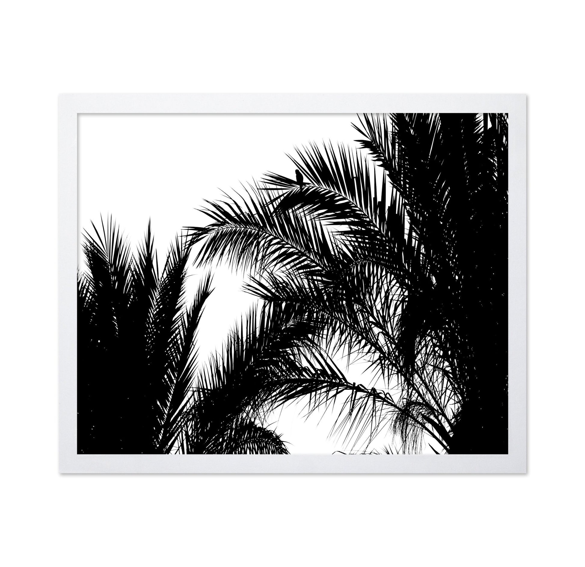 Palm Leaf Silhouette