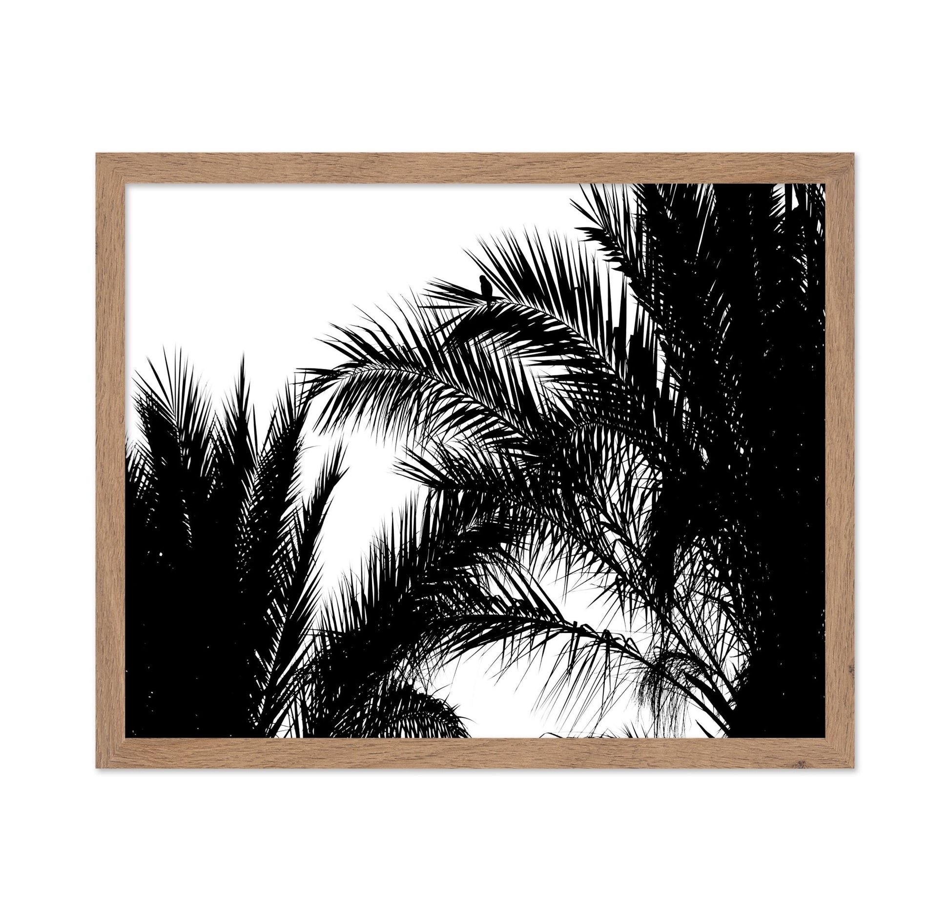 Palm Leaf Silhouette