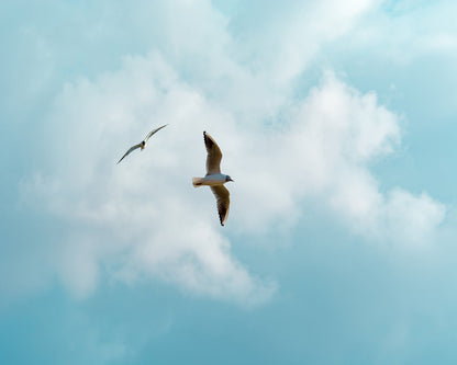 Seagulls In Open Sky