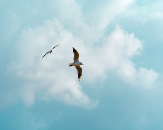 Seagulls In Open Sky