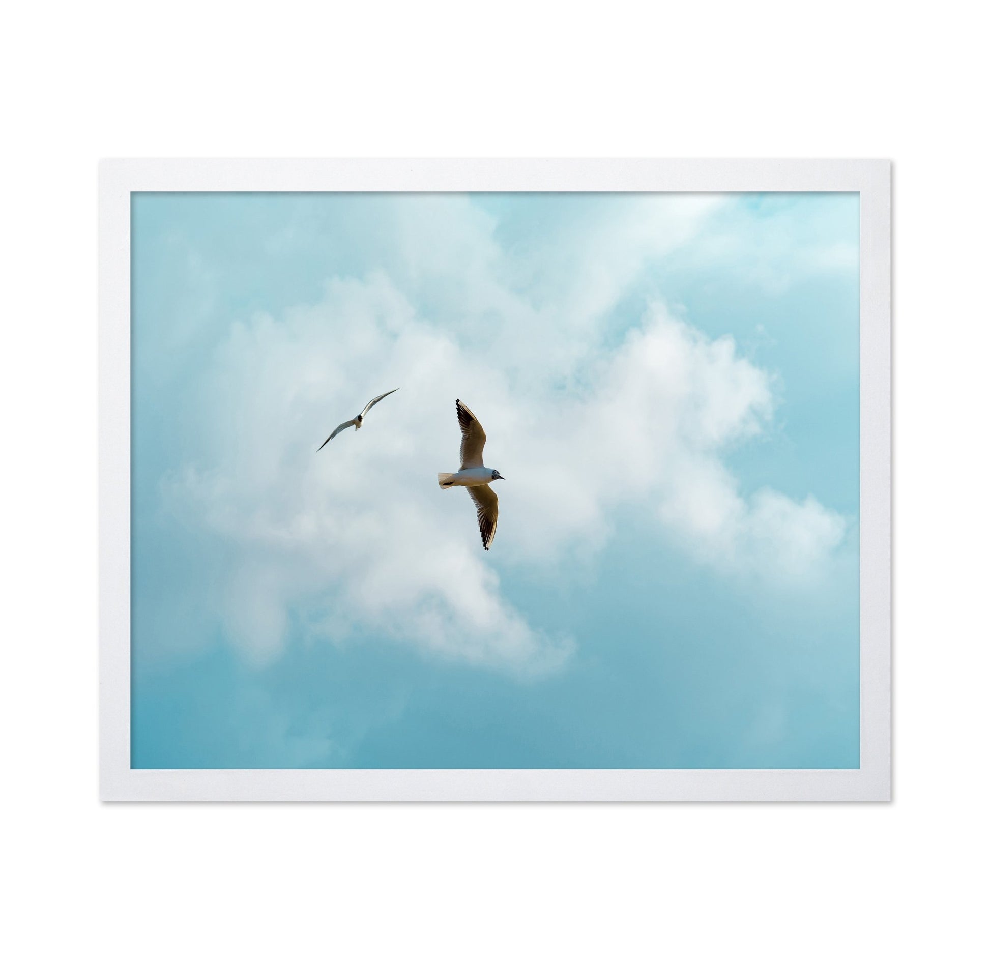 Seagulls In Open Sky