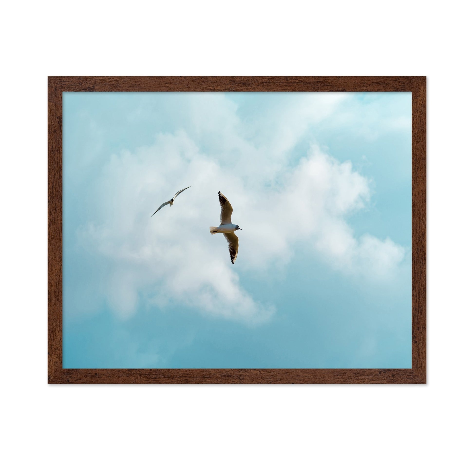Seagulls In Open Sky